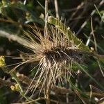 Hordeum marinum 果實