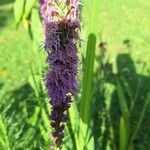 Liatris pycnostachyaFlor