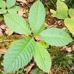 Camptotheca acuminata Blatt