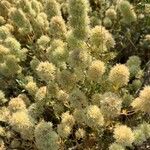 Thymus mastichinaFlower