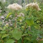 Spiraea betulifolia 花