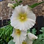 Alcea setosaFlor