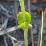 Centaurium maritimum Leaf