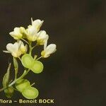 Biscutella sclerocarpa Other