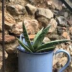 Aloe variegata Φύλλο