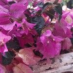 Bougainvillea glabraЦвят