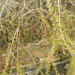 Cotoneaster horizontalisFeuille