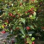 Crataegus persimilis Фрукт