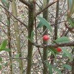 Cotoneaster salicifolius Bark