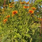 Rudbeckia hirtaFlower