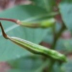 Impatiens balfourii Плод