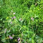 Desmodium paniculatumFlower