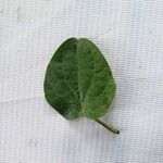 Piper longum Leaf