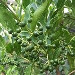 Kraussia floribunda Fruto