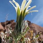 Mutisia hamata Flower