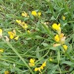 Genista sagittalis Hábito