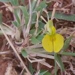 Zornia capensis Flower