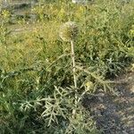 Echinops strigosus Kvet