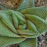 Haworthia limifolia Leaf