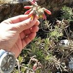 Kalanchoe daigremontiana Foglia