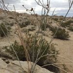 Asclepias albicans Celota