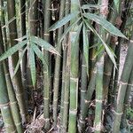 Bambusa vulgaris Blatt