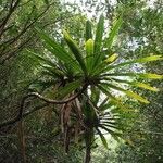 Pandanus purpurascens Hoja