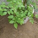 Solanum pimpinellifolium पत्ता