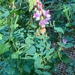 Lathyrus jepsonii 花