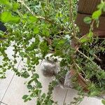 Lippia micromera Лист