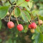 Crataegus azarolus Frucht