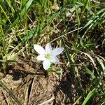 Ornithogalum divergensKukka