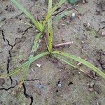 Cyperus rotundusList