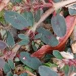 Euphorbia maculata Blad