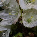 Rhododendron albiflorum Blüte