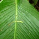 Calathea similis Leaf