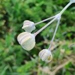 Gomphocarpus integer Other
