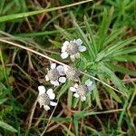 Achillea ptarmicaKwiat