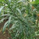 Dracaena angustifolia Blatt