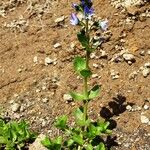 Veronica serpyllifolia Hábito