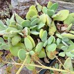 Crassula cotyledonis Leaf