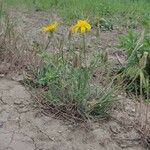 Hieracium gouanii Habitus