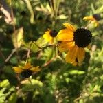 Rudbeckia trilobaKukka