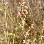 Atriplex micrantha Ovoce