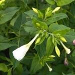 Mirabilis jalapaFlower