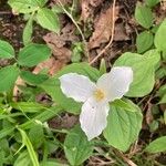 Trillium grandiflorum List