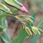 Vaccaria hispanica 花