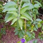 Solanum laciniatumLiść