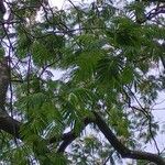 Anadenanthera colubrina ഇല