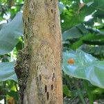 Cyathea arborea Corteza